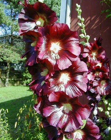 Double Hollyhock seed Alcea rosea 'Double'